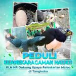 Peduli Keanekaragaman Hayati, PLN NP Dukung Upaya Pelestarian Maleo di Tangkoko