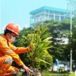 Ratusan Ribu Pohon, dari PLN NP untuk Bumi